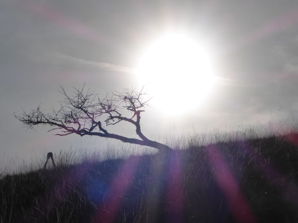 Cancro, prevenzione secondaria