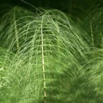 Piante officinali